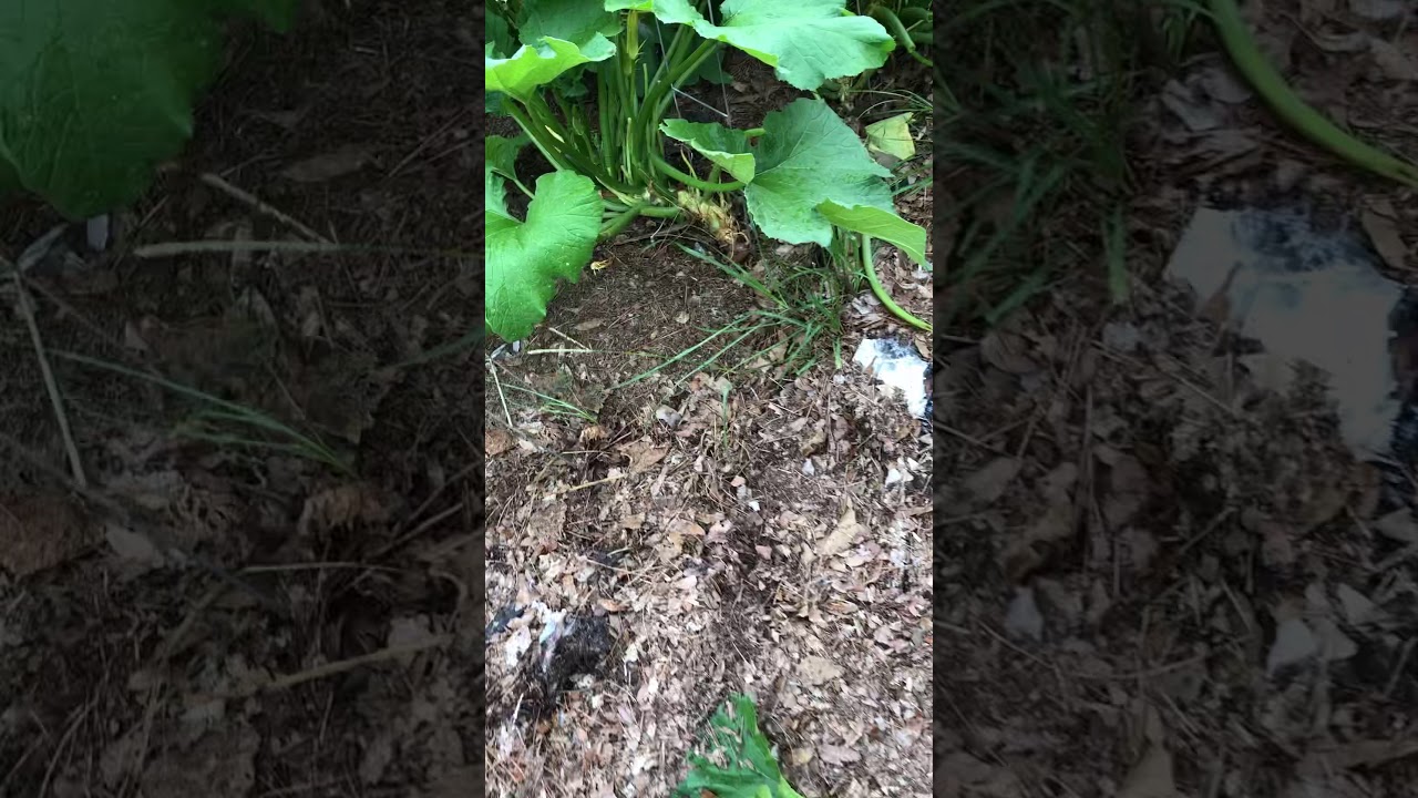 Zucchini grow bed update 