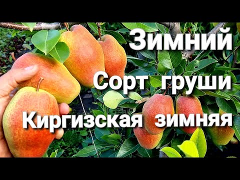 ГРУША КИРГИЗСКАЯ ЗИМНЯЯ / ЗИМНИЕ СОРТА ГРУШИ