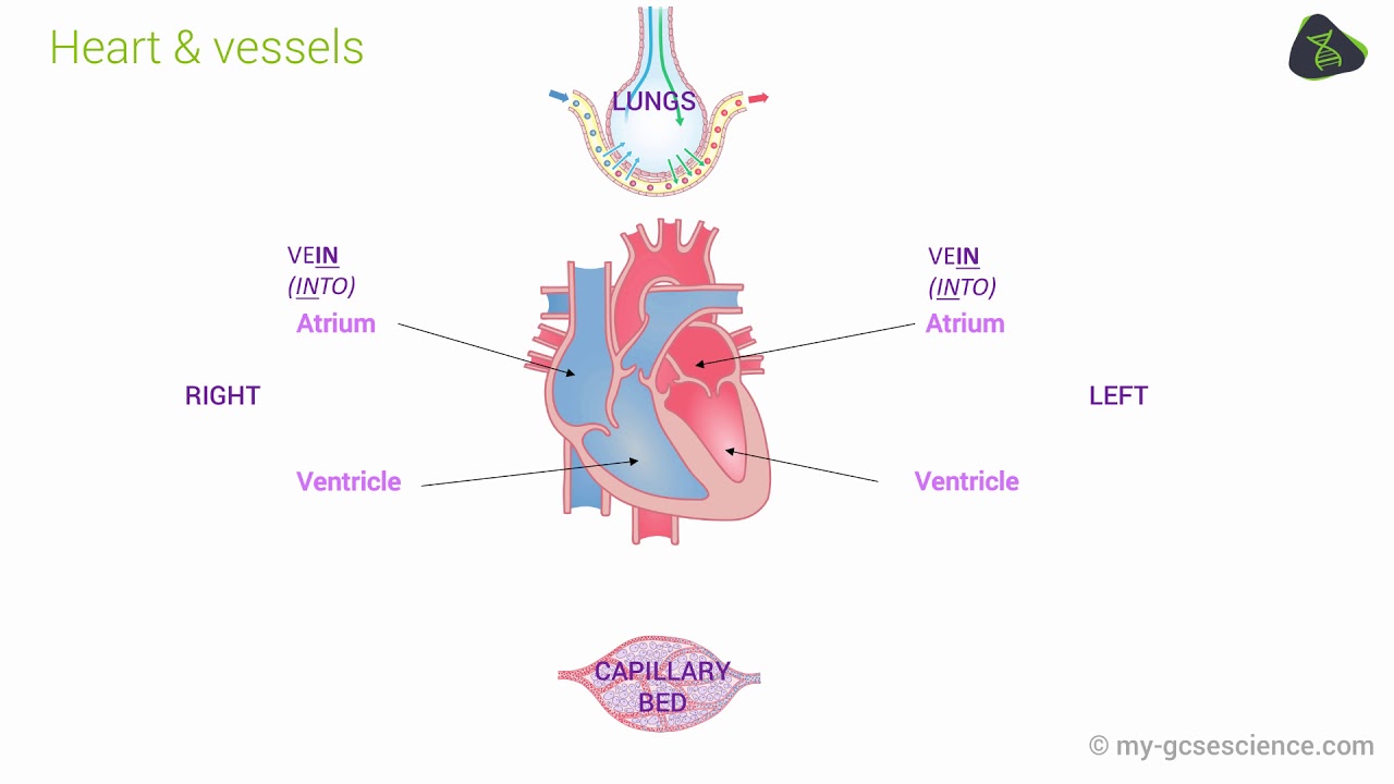 GCSE Biology The circulatory system (OCR 9-1) - YouTube