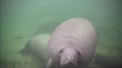 Juvenile manatee swims towards underwater webcam