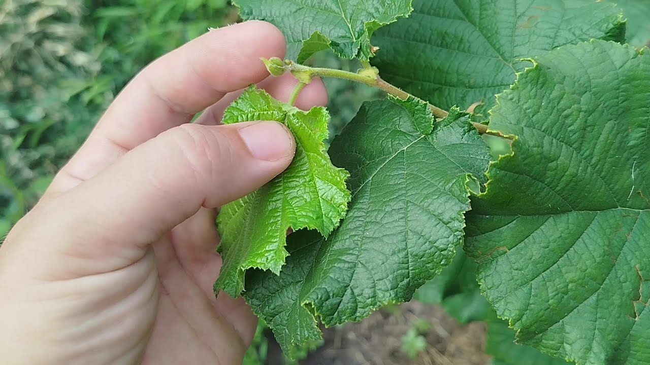 Фундук.Чому зупиняється рост? Мислі в слух.