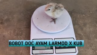 Download Mp3 89 Review DOC Ayam Larmod x KUB
