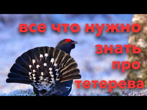 Хотите идти на тетерева? Сначала посмотрите это видео | все о тетереве косаче