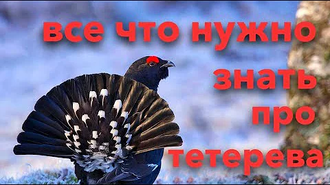 Хотите идти на тетерева? Сначала посмотрите это видео | все о тетереве косаче