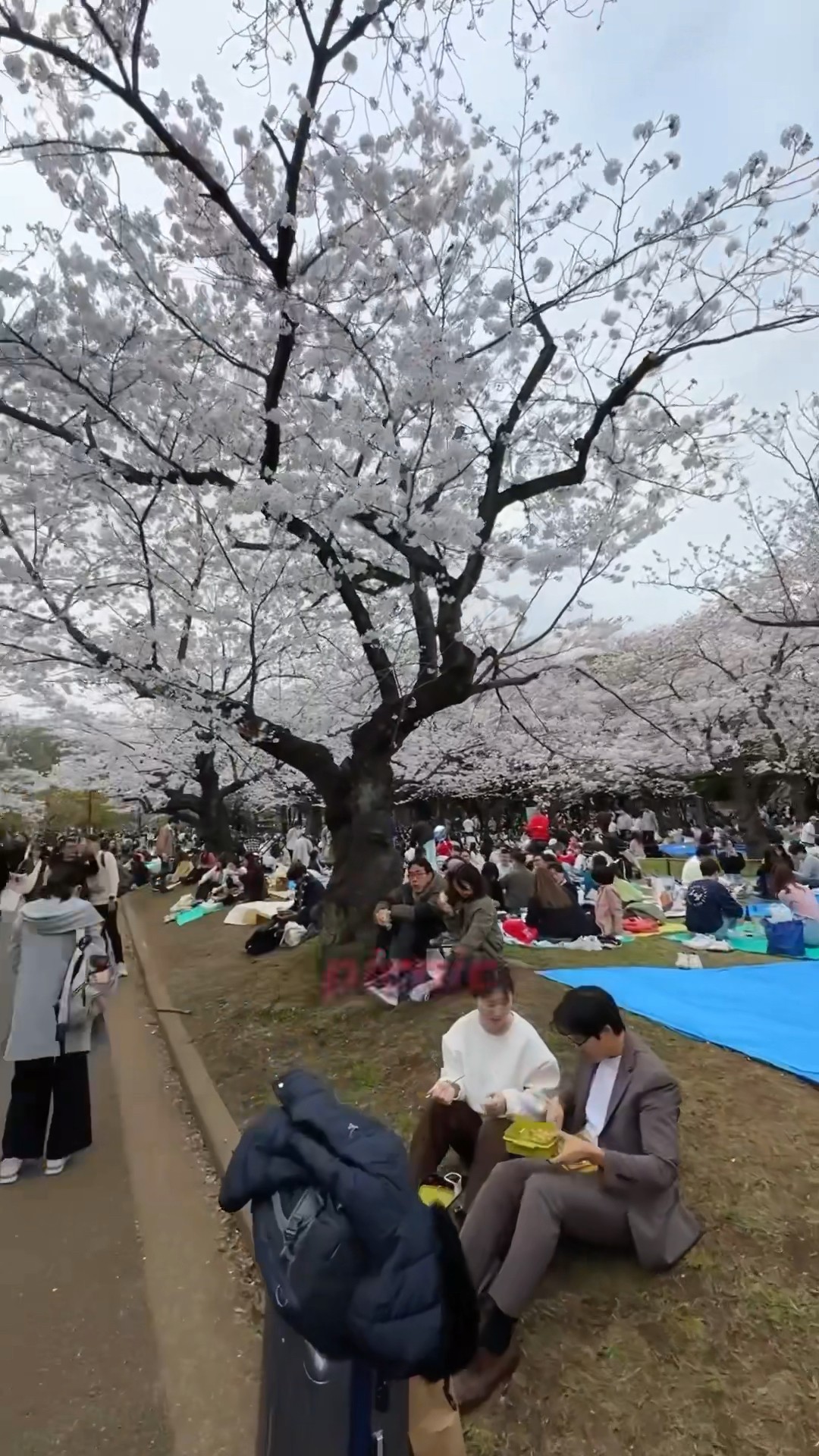 La temporada más linda de Japón ???? #sakura