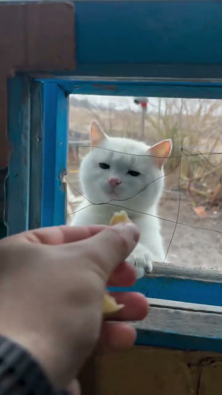 C'est magnifique vidéo chat nature #cat #doeshestillthinkaboutme #cute