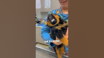 This puppy is too dramatic 😂