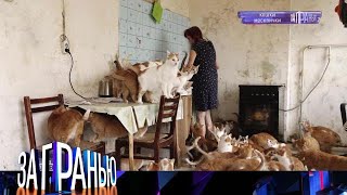 картинка: За гранью . Выпуск от 15.09.2025 - « Кошки москвички » Передачи НТВ