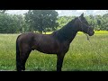 TSP LOT# 3420 - Project/Driving Horse - Gelding - 6 YO - 14.1 H - $750