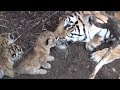 Tigress raises lion cub - hunt together when adults. Help save lions and tigers. Share our post