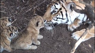 Tigress raises lion cub - hunt together when adults. Help save lions and tigers. Share our post