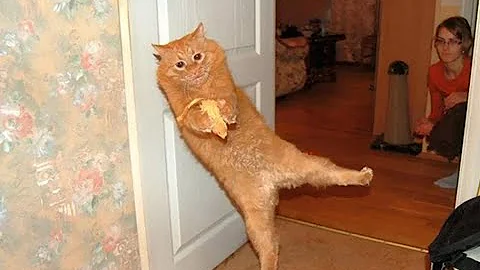 Video 6074451: cat kitten pets funnycat, funnycats cutekitten kitten, cat kitten pets funny, hilarious cat's reaction, laugh cats hilarious, loud cat