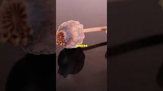 The Secret Life Of Latex From Poppy To Opium