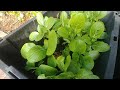 Growing bok choy from seeds with actual results