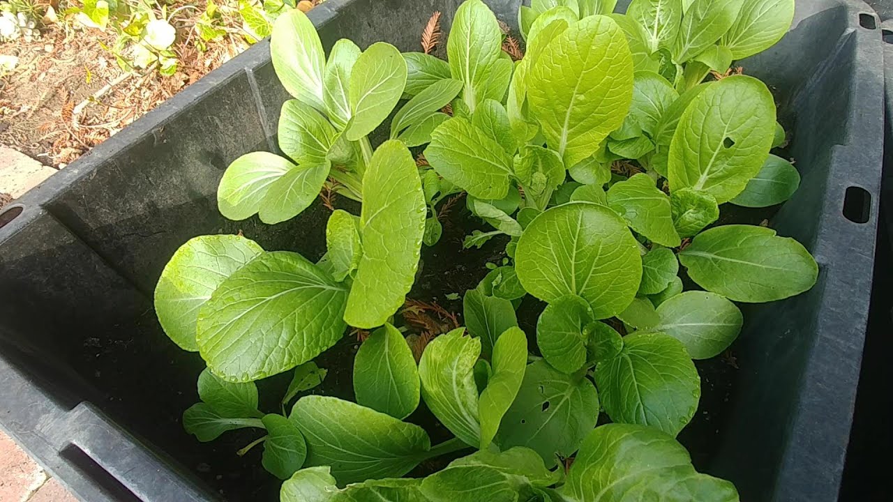 Tiny Black Dots On Bok Choy