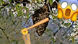 Hitting A Bee Hive With Bats!