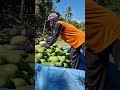 Arranging papaya harvest results with smart farmer tricks-Agriculture farming #shorts