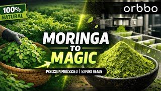 Moringa Powder Processing Step by Step | Organic Superfood Manufacturing