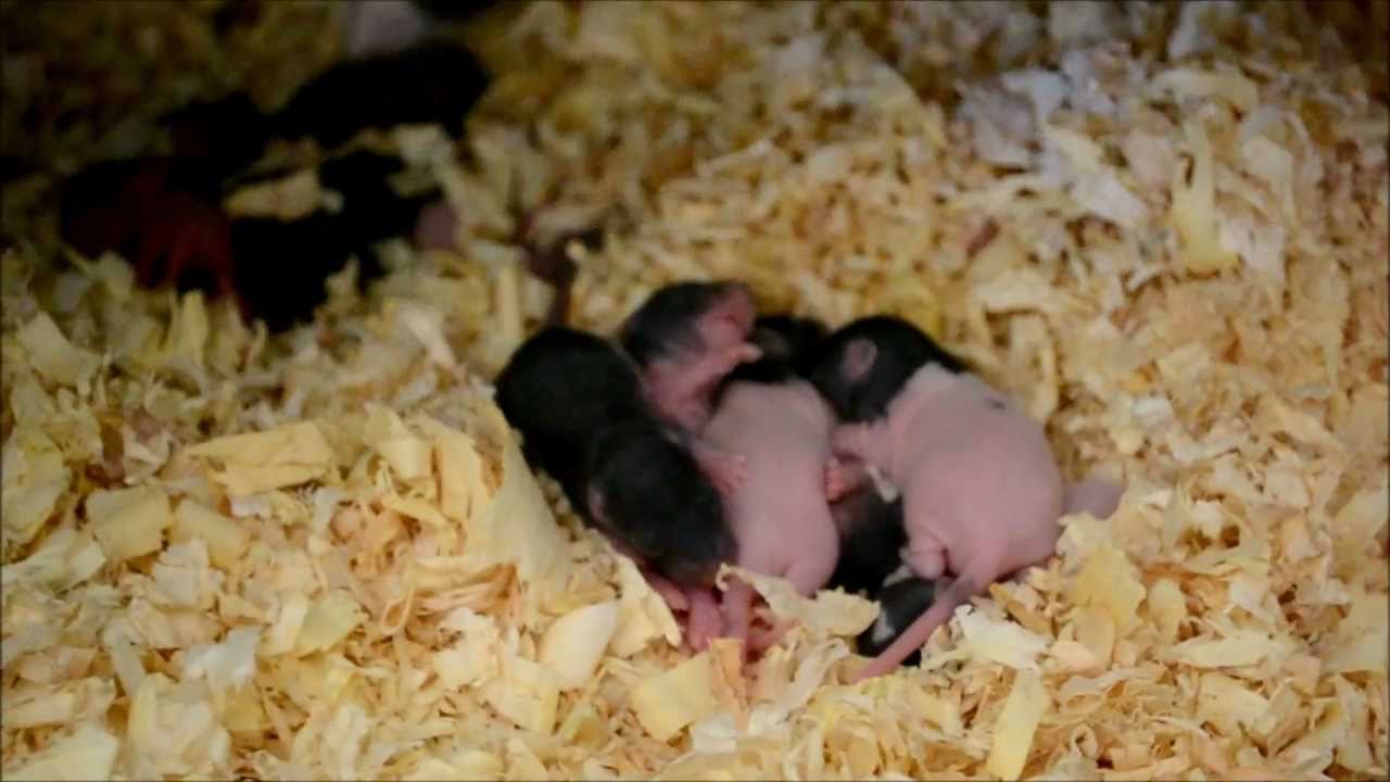 brian williams Rat Update 6/9/11