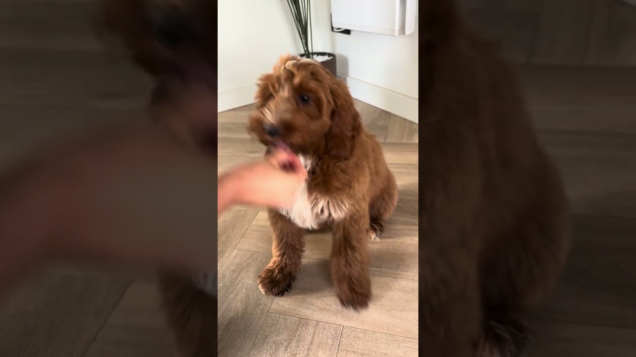 Labradoodle puppy learning tricks