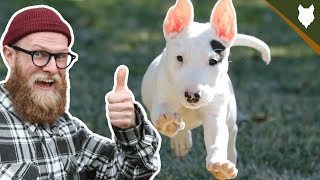 When Should My BULL TERRIER Be HOUSE TRAINED by Fenrir Bull Terrier Show 1,408 views 3 years ago 5 minutes, 42 seconds