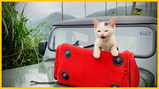 കുഞ്ഞാപ്പിയുടെ യാത്ര | cute and funny cat videos #Kitten