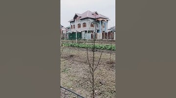 high density apple orchard(main town pulwama)