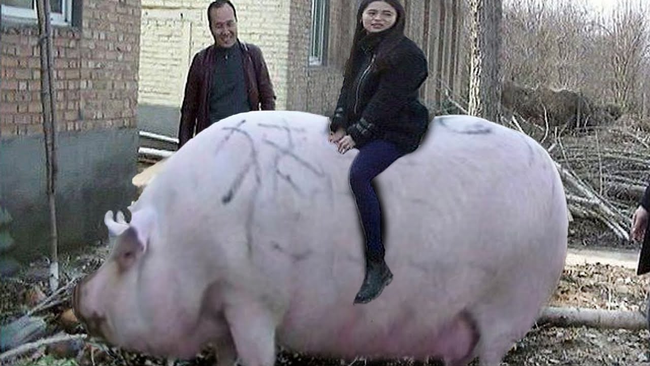 Qual É O Maior Porco Do Mundo?