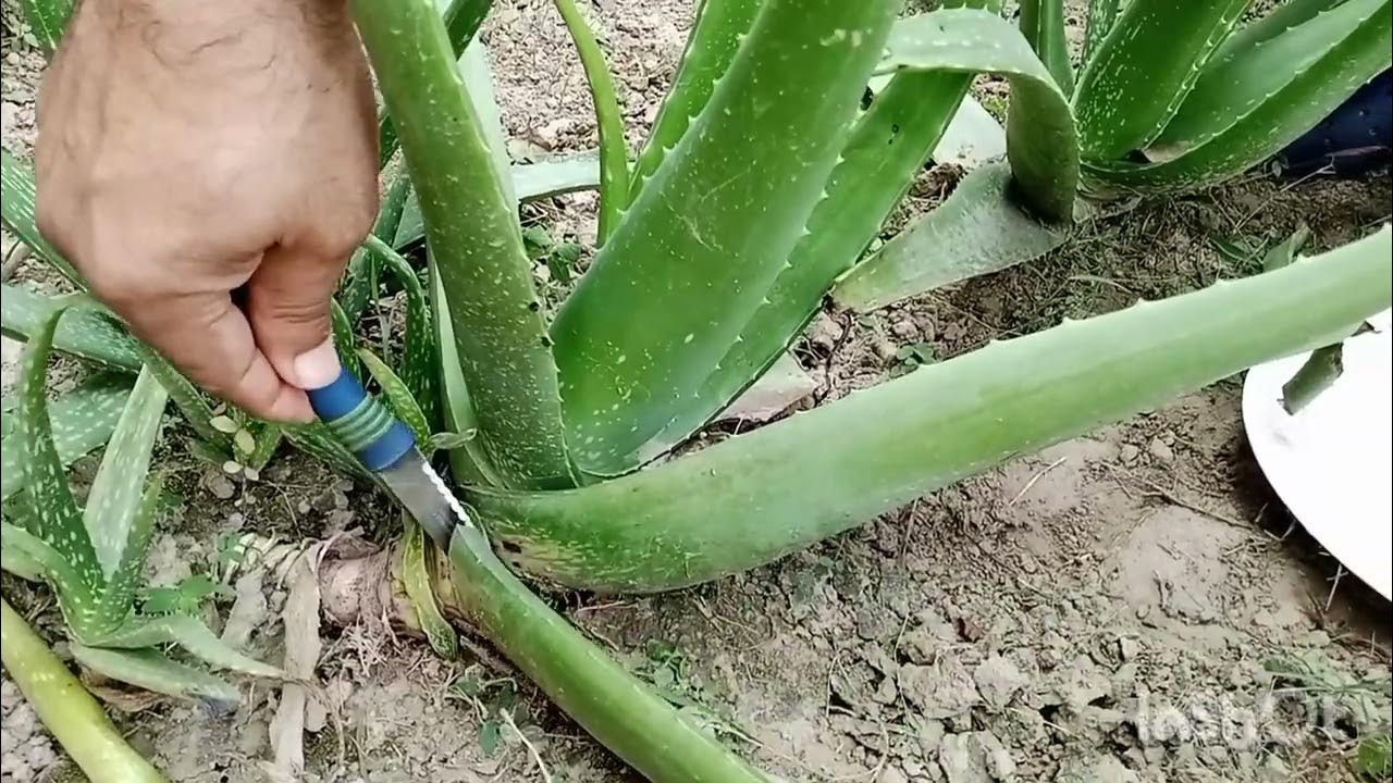 How to cut Aloe Vera leaves from plants YouTube