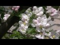 Footage ФУТАЖ 9 (ЯБЛОНЯ В ЦВЕТУ) (Apple tree flowers)