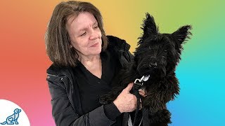 The Obedience Skill That Saved This Scottish Terrier  Professional Dog Training Tips