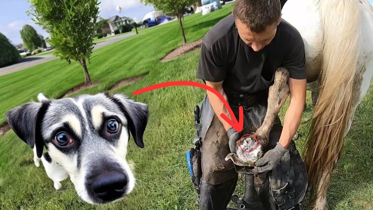 The DOG was in SHOCK that the Horse had severe in the hoof