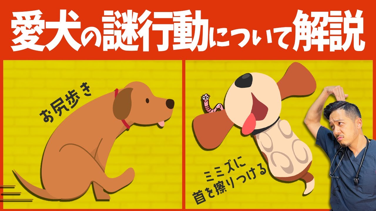 なんでそれするの？愛犬の行動・仕草に隠された本当の意味を獣医師が解説！【保護犬】