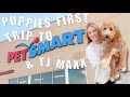GOLDENDOODLE PUPPIES FIRST TRIP TO PETSMART & TJ MAXX | Dog Mom Vlog
