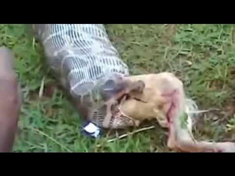 Python vomiting dog - YouTube