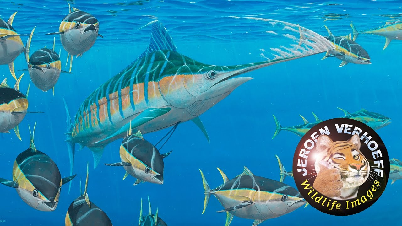 Painting blue marlin YouTube