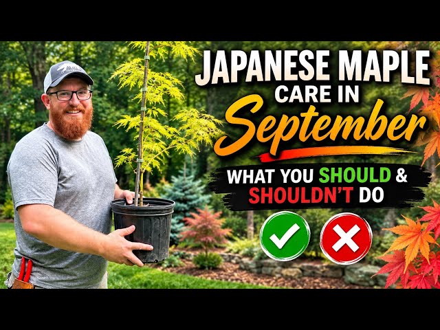 No.238_ Pruning with Mayumi's marking tweet - YouTube