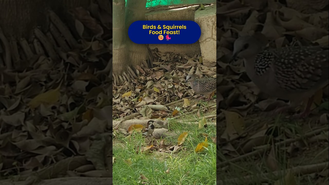 Backyard Birds & Squirrels Food Party 🐦🐿️ | Nature's Trail | 