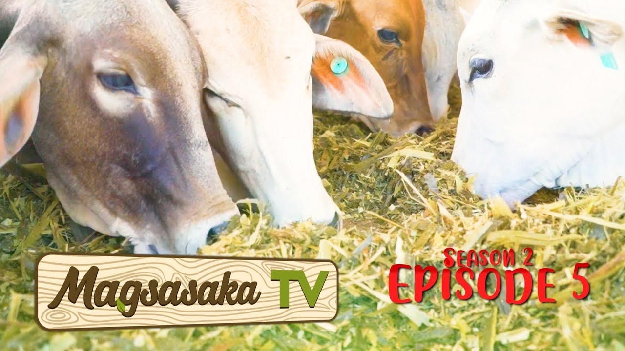 Corn Silage (Episode 5)