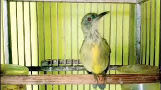 Kolibri kelapa TROTOL Gacor tembakan pedas full ISIAN Ampuh buat PANCINGAN kolibri kelapa