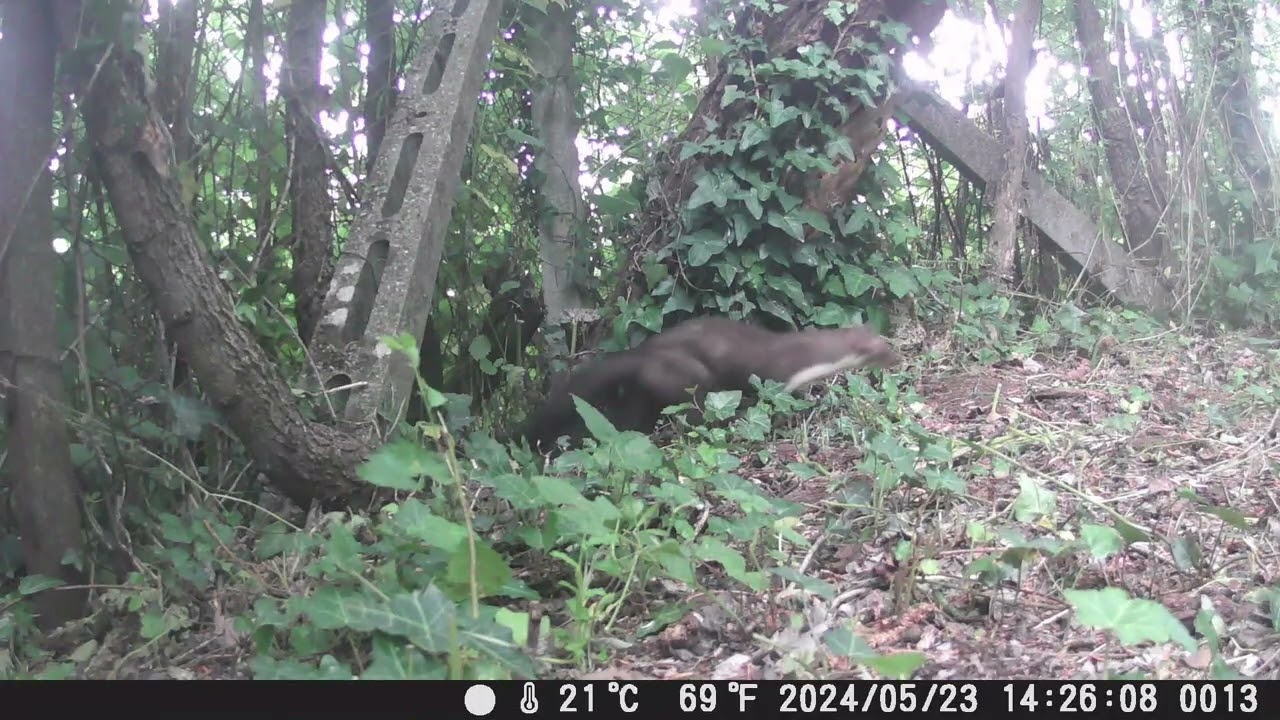 2024 05 24 Faina - Martes foina -Beech marten CIOCIARIA WILD