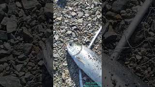 В работе блесна серии HIGASHI Akiaji Spoon цвет # 26 !