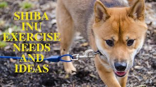 Shiba Inu Exercise [Needs and Ideas] by Barkercise 814 views 3 years ago 5 minutes, 48 seconds