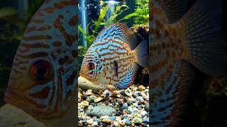 Discus Fish #trending #snake #minicamera #fishing #viral #microcamera #wildlife #short #fish #shorts