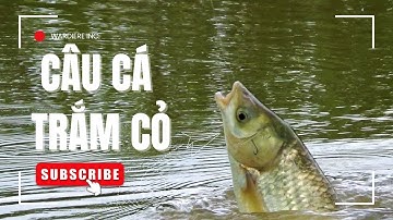 Câu Cá Trắm Cỏ Mùa Lũ | Săn Hàng Cá Sổng