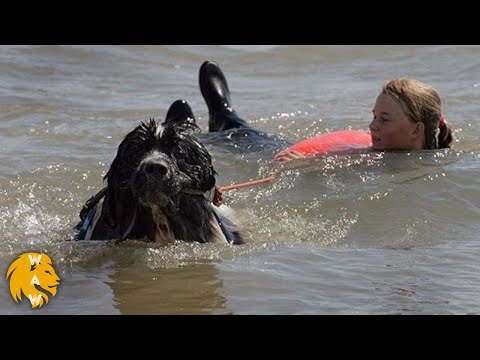 35 Hero Animals
