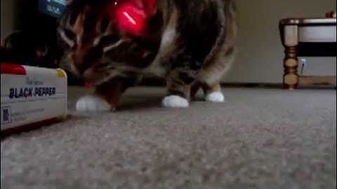 Arduino Driven Cat Bot Laser Toy