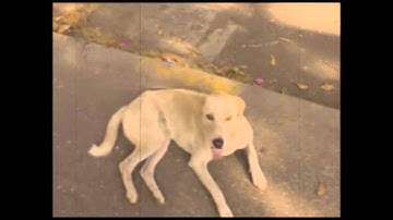 Pingle, IDC, IIT Bombay Interaction Design Student