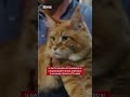 Il gatto più bello del mondo si chiama Abarth e vive a Brescia