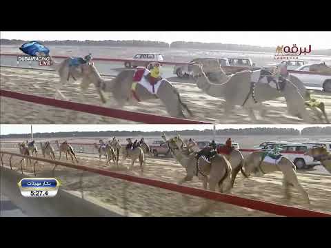 ش16 وزن لـ صالح بنيه صالح الهرفي البلوي مهرجان ختامي المرموم 14 2 2023م جذاع بكار مهجنات 8 58 7